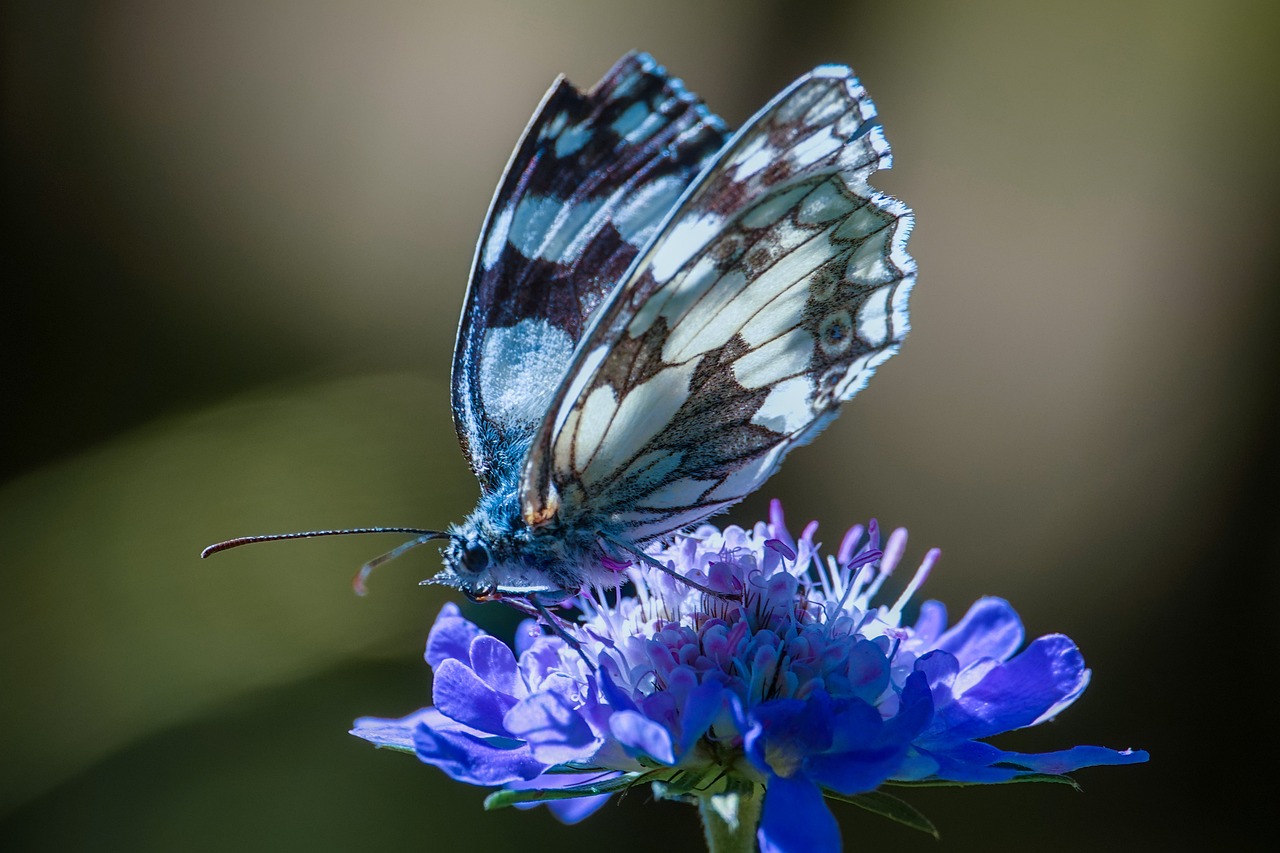 macro photography